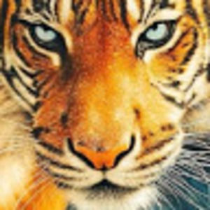 Meet your Posher, Evangelina